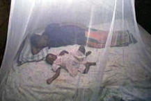 Bed Net